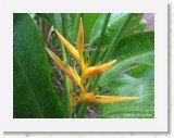 11150009 * Bird of paradise flowers surrounding the Chaweng Regent Resort in Koh Samui. * 2240 x 1680 * (1.24MB)