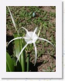 11150013 * A spider orchid in the gardens at the Chaweng Regent Resort in Koh Samui. * 1680 x 2240 * (552KB)