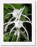 11150017 * More spider orchids in the gardens at the Chaweng Regent Resort in Koh Samui. * 1680 x 2240 * (521KB)