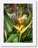 11150026 * Flowers and Plants in the Chewang Regent Hotel, Koh Samui * 1680 x 2240 * (743KB)