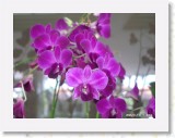 11090013 * The famous orchid flower of Singapore. * 2240 x 1680 * (1.2MB)