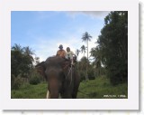 11140007 * Elephant trekking in Koh Samui.  The mahout got down from the elephant and took the photo.  Ele then proceeded to blow his nose all over the two wallys sitting on his back!!! * 2240 x 1680 * (562KB)