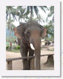 11140011 * The elephant we had for trekking in Koh Samui. * 1680 x 2240 * (938KB)