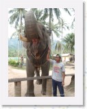 11140012 * The elephant we had for trekking in Koh Samui.  Giving us a smile! with his mahout. * 1680 x 2240 * (844KB)