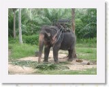11140013 * The baby elephant used for trekking in Koh Samui. * 2240 x 1680 * (1.87MB)
