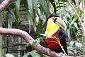 Toucan